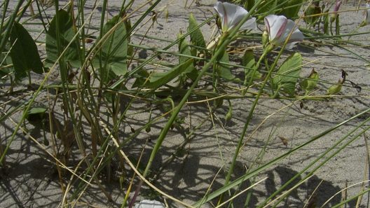 Convolvulus arvensis
