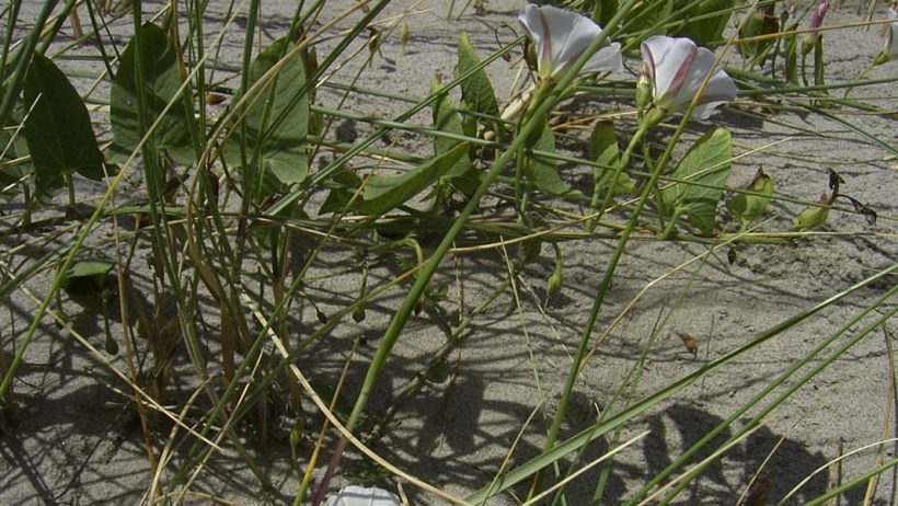 Convolvulus arvensis