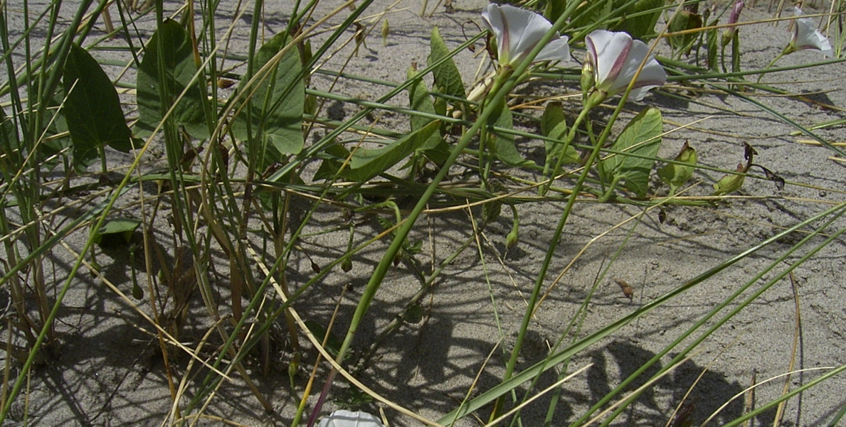 Convolvulus arvensis