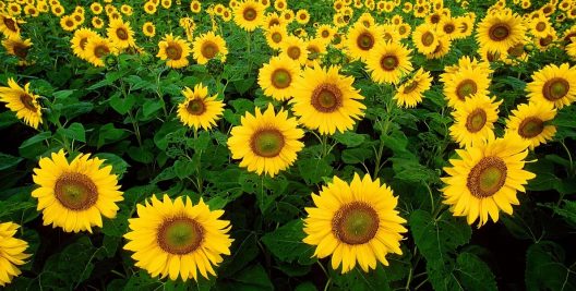 zonnebloemen