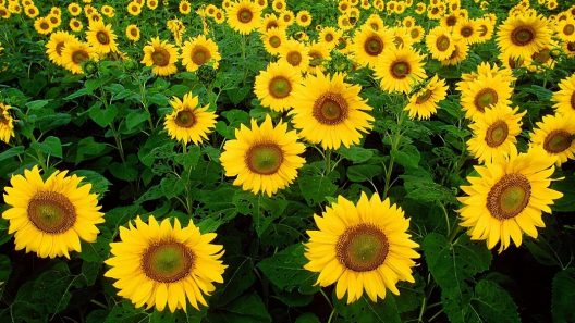 zonnebloemen