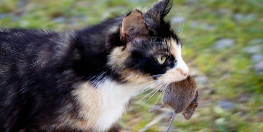 Kat en muis