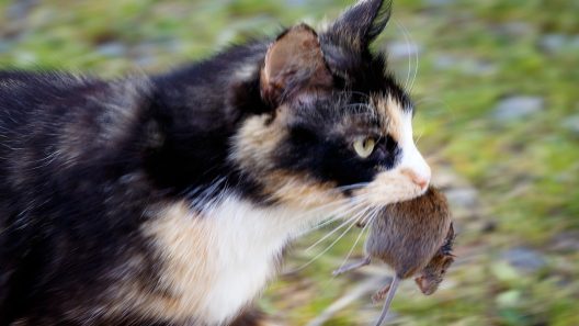 Kat en muis