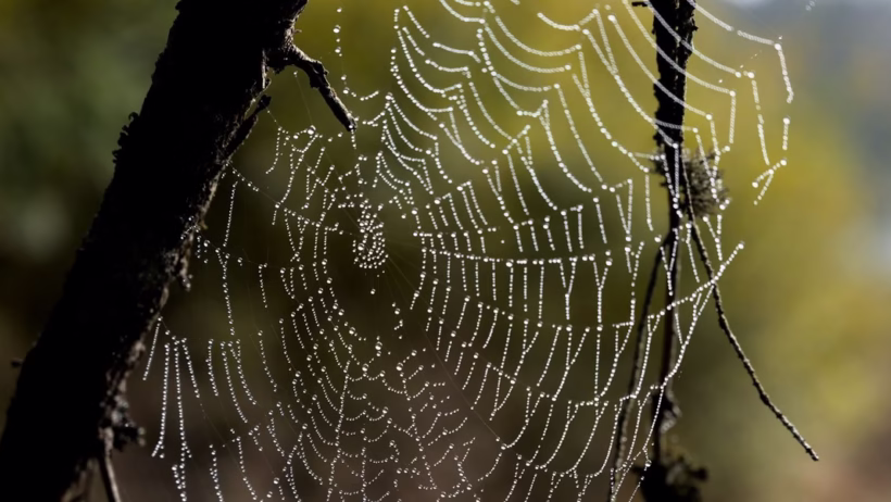 Bedauwd spinnenweb1
